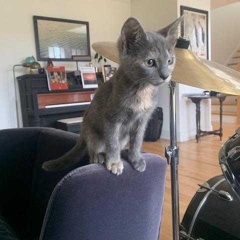 Enlarge Apple Cider Hot Toddy, a Adoptable Domestic Short Hair in Redmond, WA image 2/2
