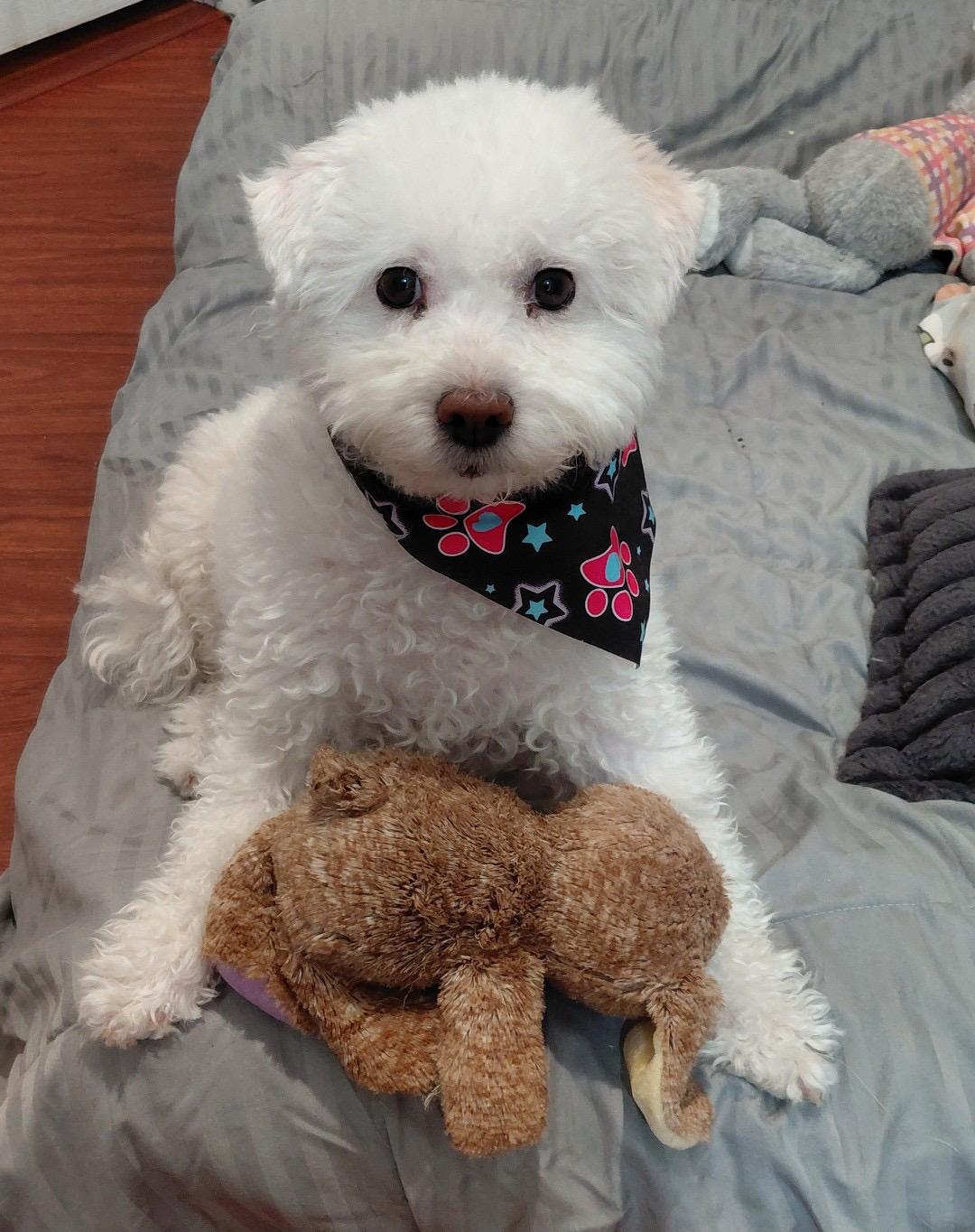 Scarlett, Adoptable, Adult Female Bichon Frise.