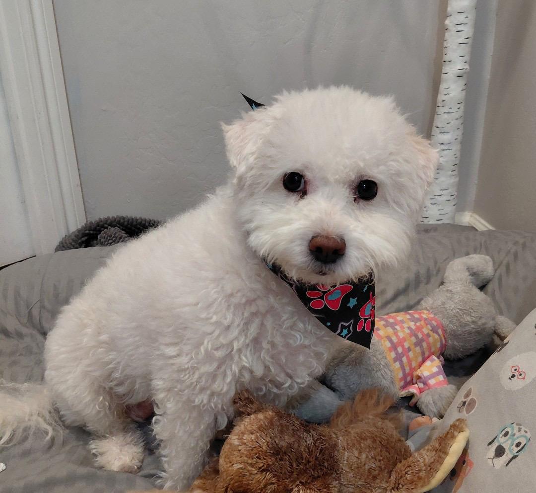 Enlarge Scarlett, a Adoptable Bichon Frise in Oakland, CA image 2/4