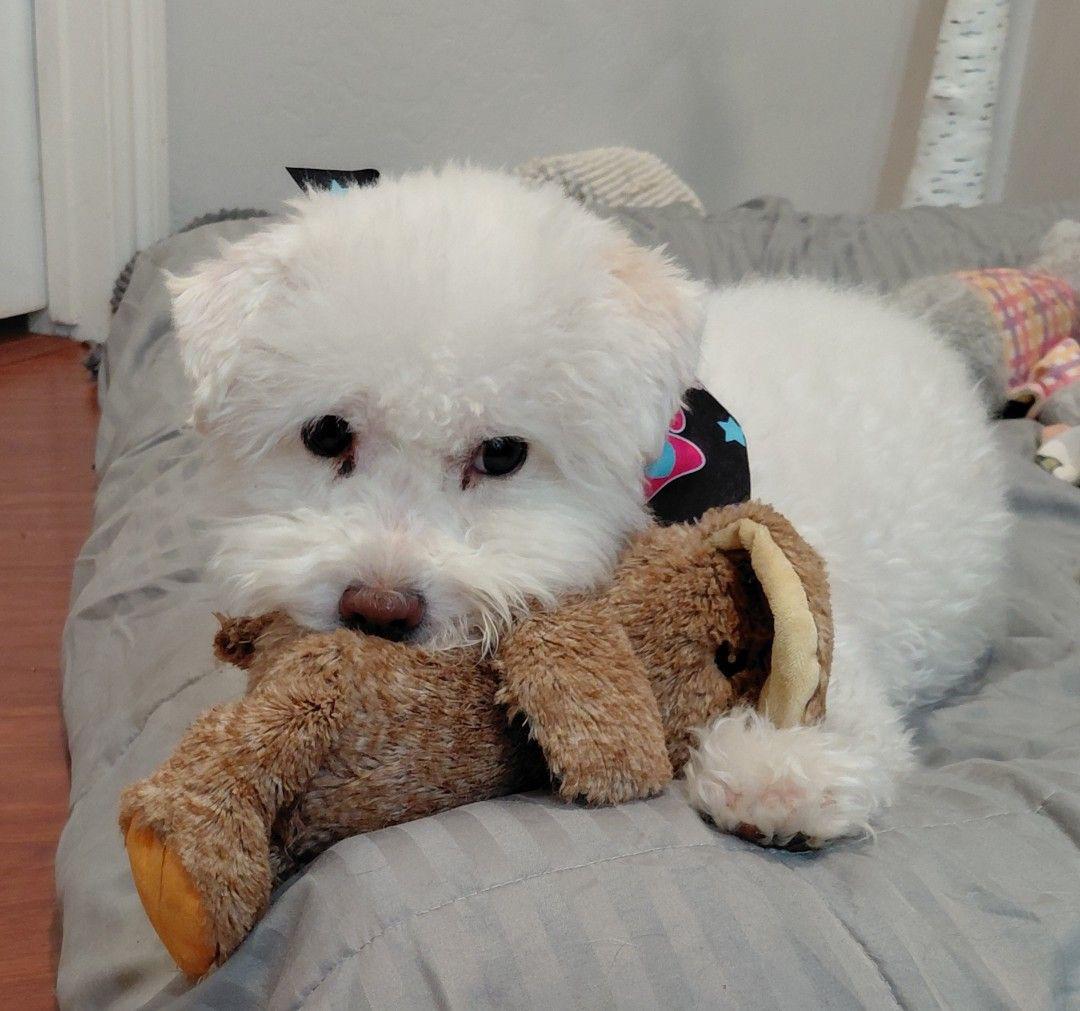 Enlarge Scarlett, a Adoptable Bichon Frise in Oakland, CA image 3/4