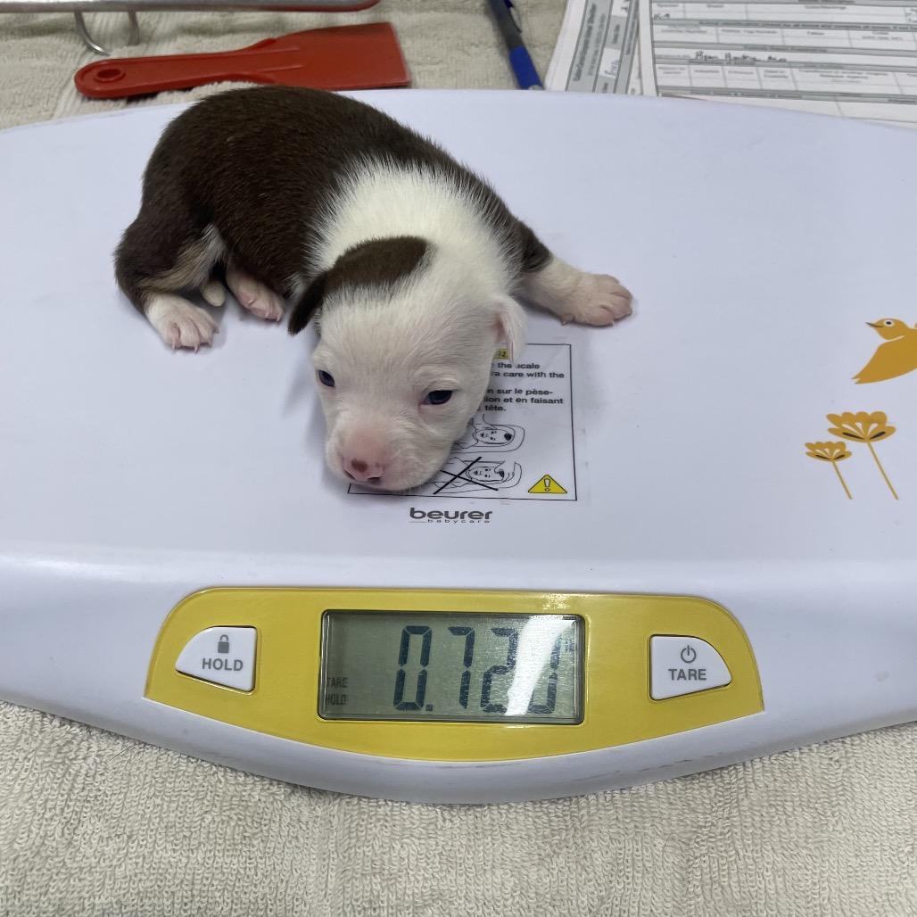 Enlarge Penny Pup 1, a Adoptable mixed breed in Galax, VA image 1/1