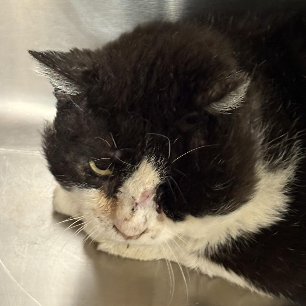 Bok Choy, Adoptable, Senior Male Domestic Short Hair.
