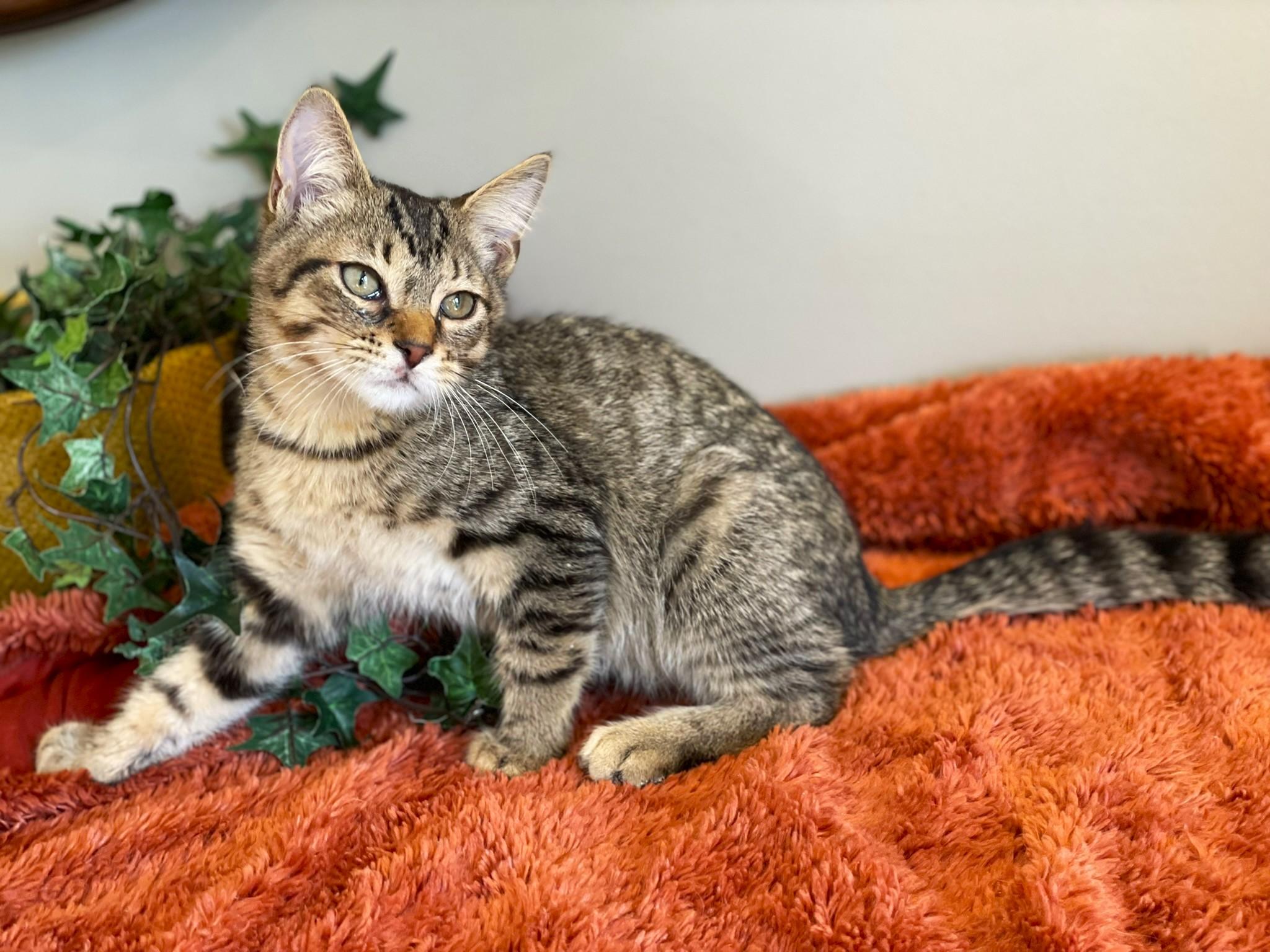 Enlarge Landon, a Adoptable Tabby in Taylor, MI image 2/6