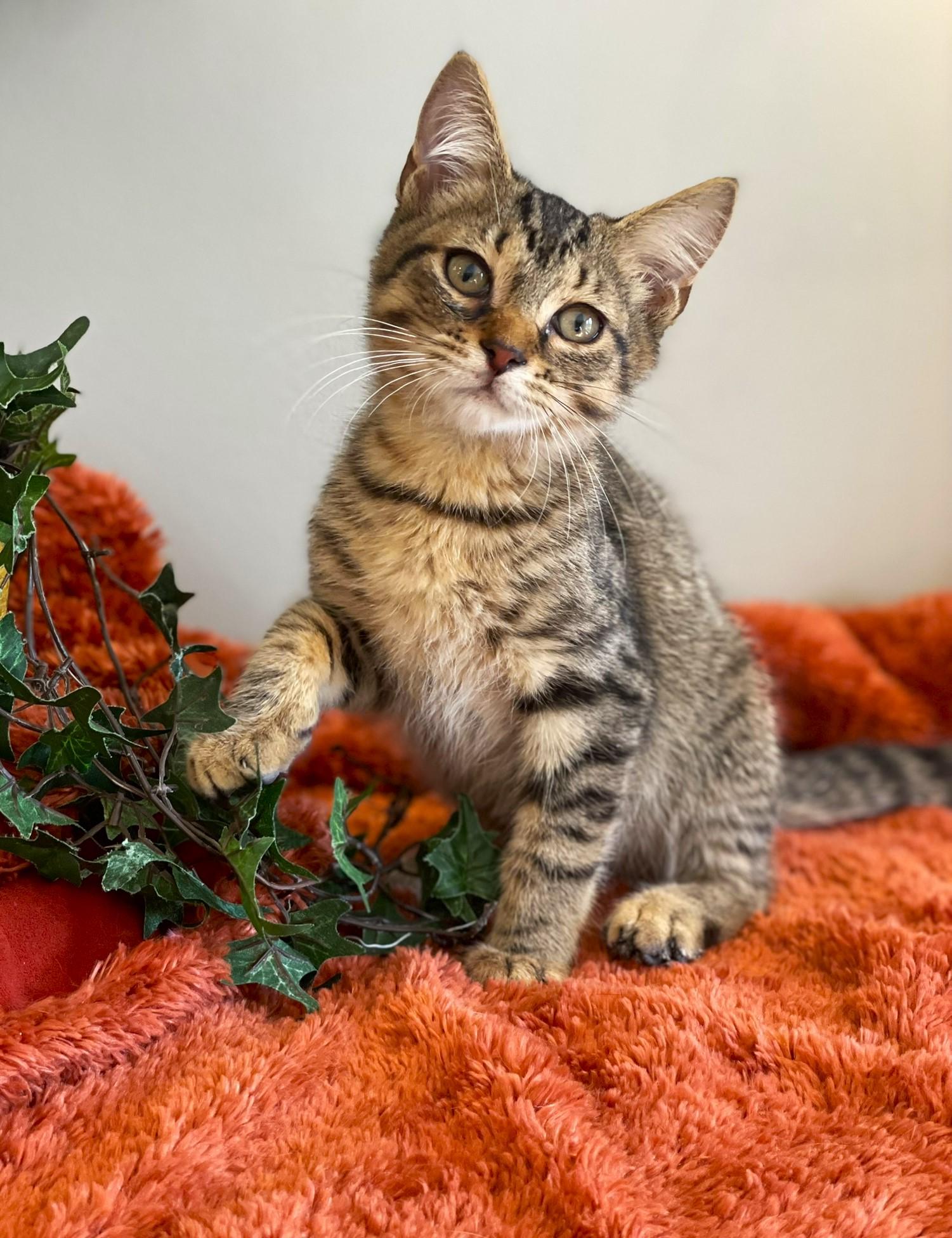 Enlarge Landon, a Adoptable Tabby in Taylor, MI image 6/6