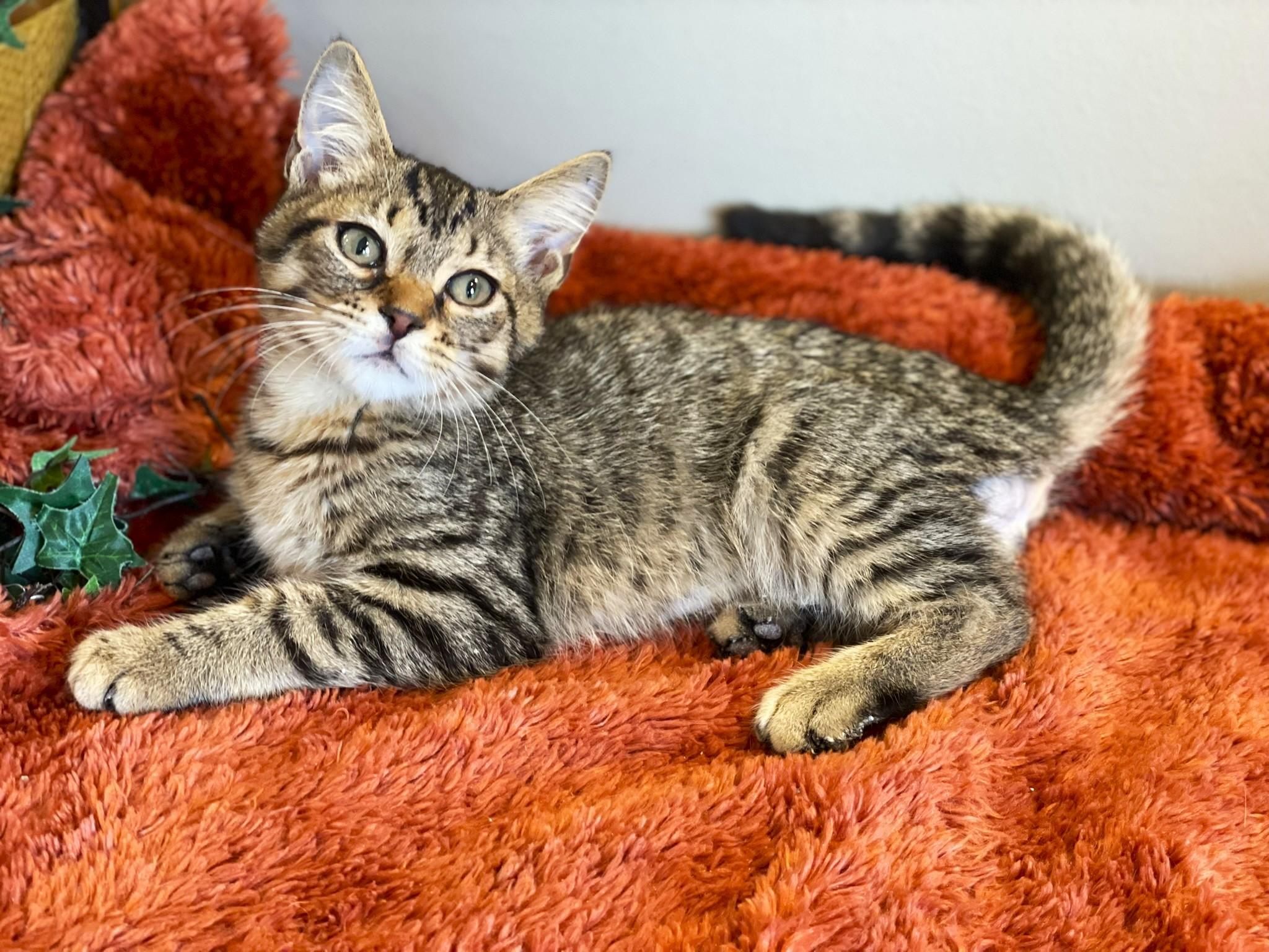 Enlarge Landon, a Adoptable Tabby in Taylor, MI image 3/6