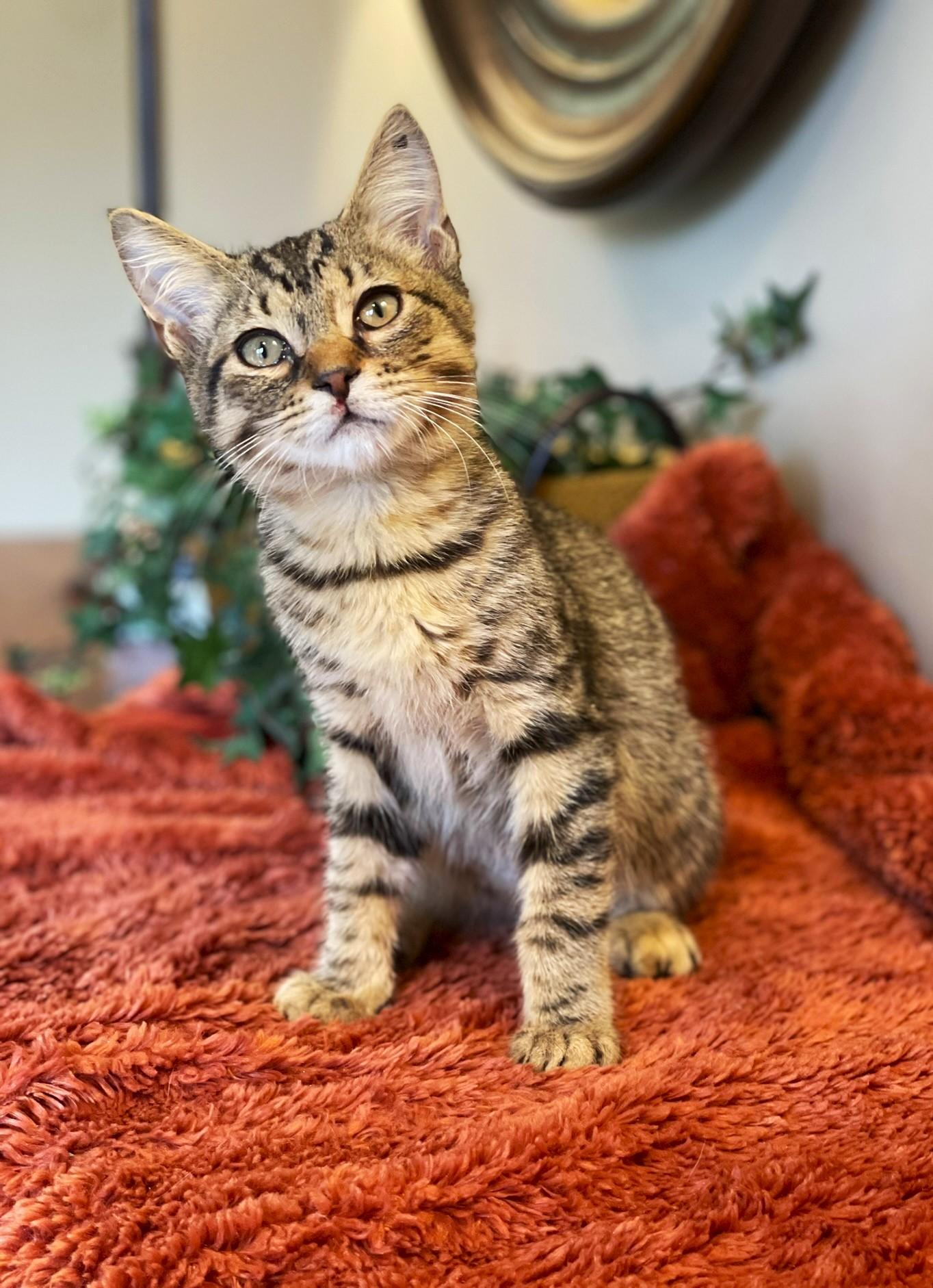 Enlarge Landon, a Adoptable Tabby in Taylor, MI image 5/6