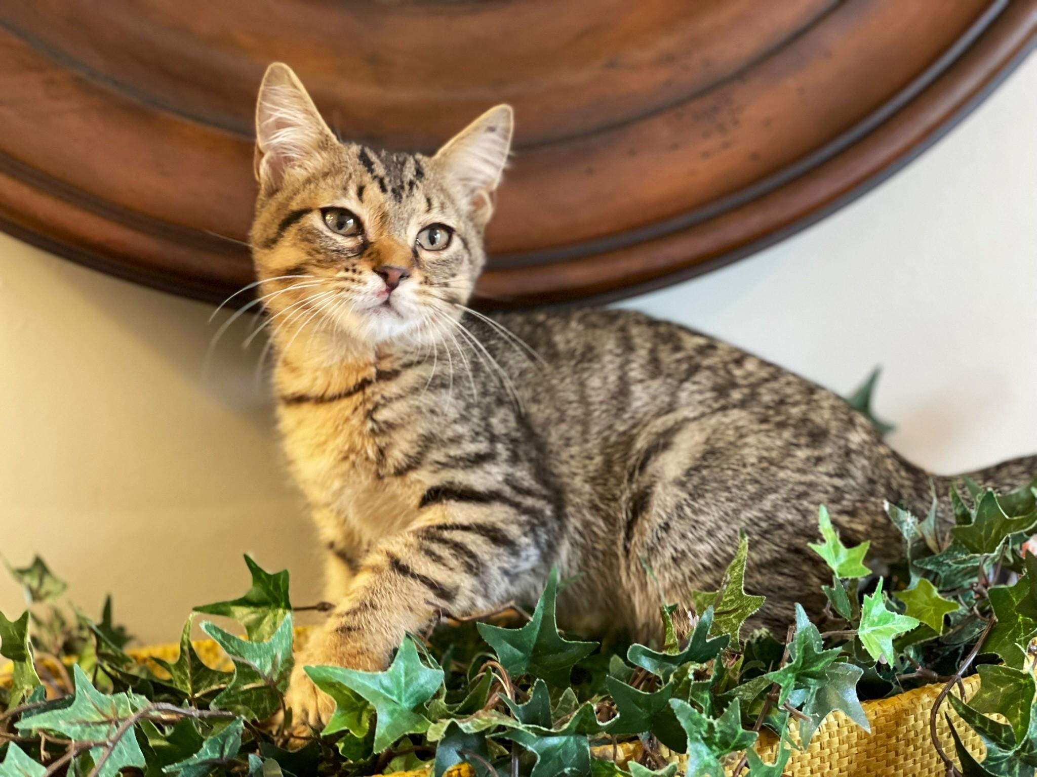 Enlarge Landon, a Adoptable Tabby in Taylor, MI image 1/6