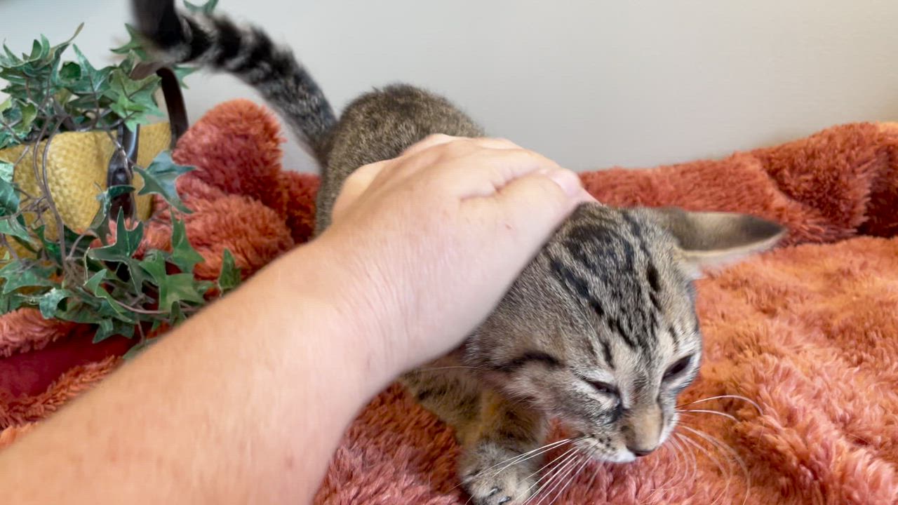 Enlarge Landon, a Adoptable Tabby in Taylor, MI video 4/6