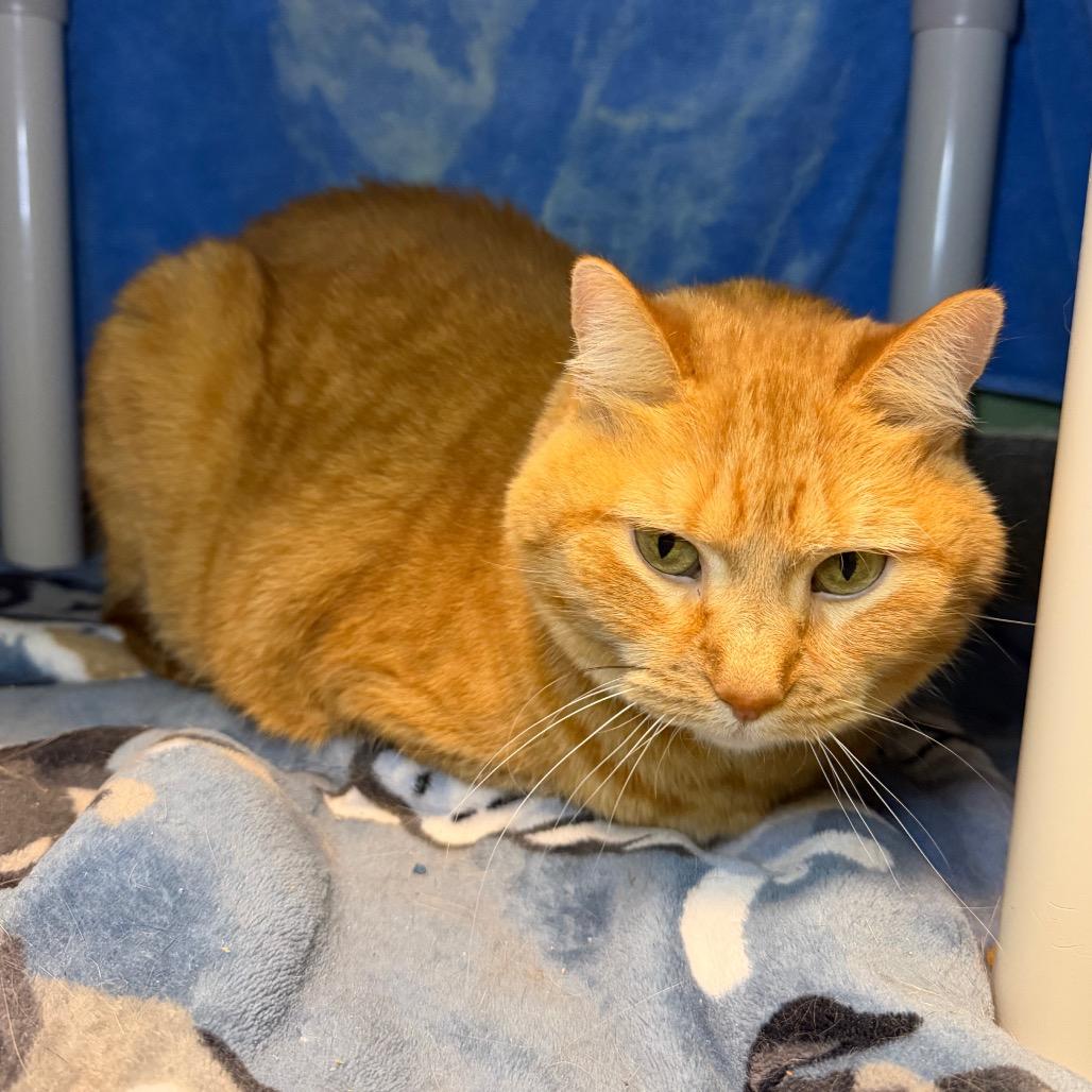 Fancy, Adoptable, Senior Female Domestic Short Hair.
