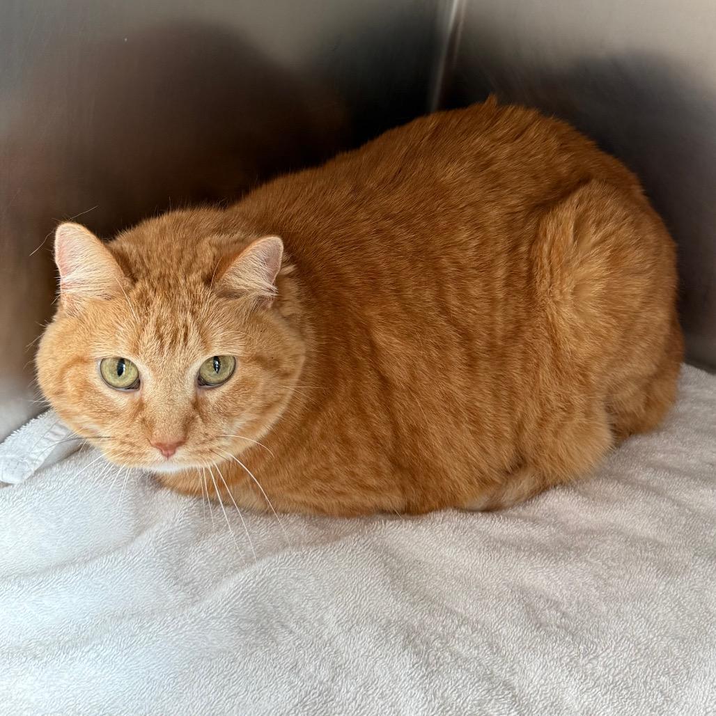 Enlarge Fancy, a Adoptable Domestic Short Hair in Council Bluffs, IA image 2/4