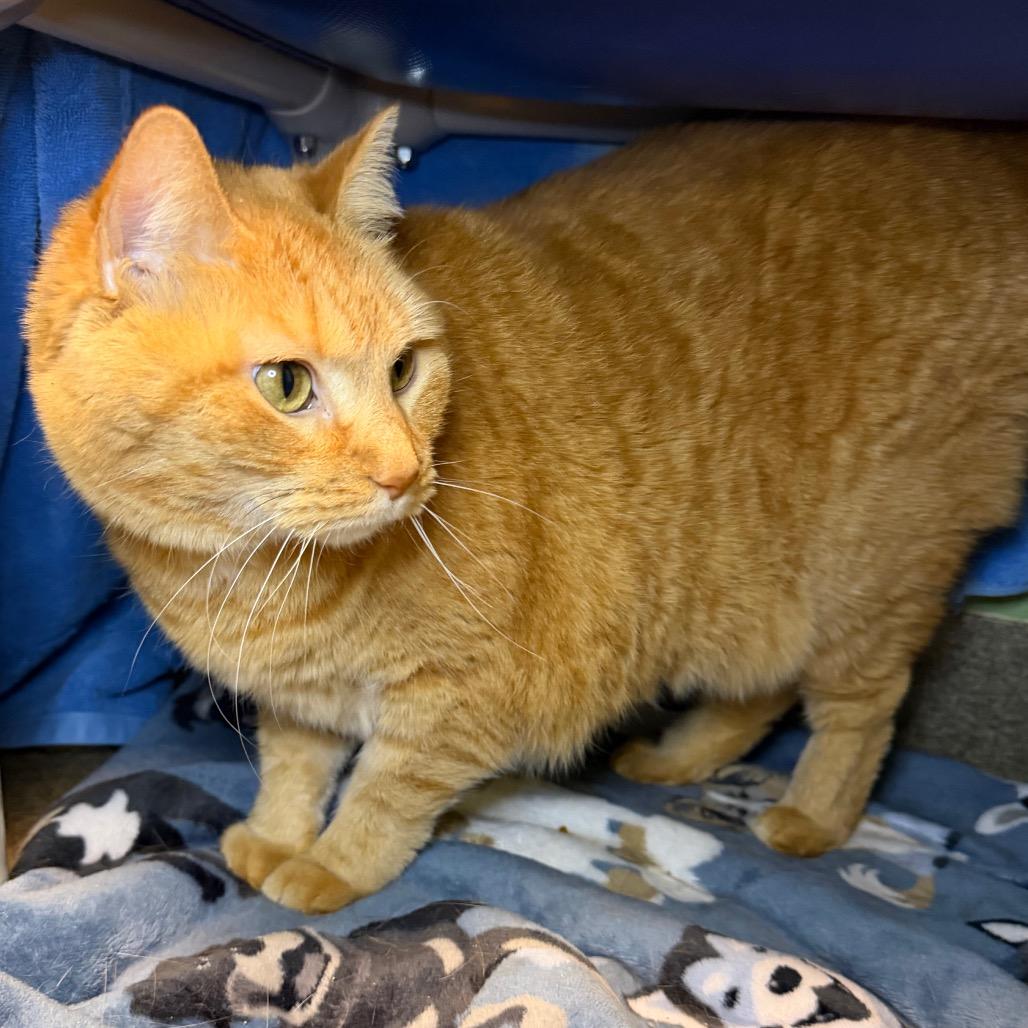 Enlarge Fancy, a Adoptable Domestic Short Hair in Council Bluffs, IA image 3/4