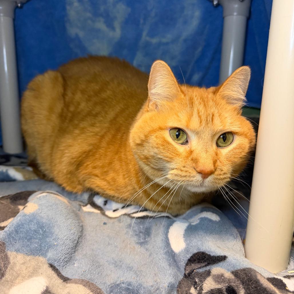 Enlarge Fancy, a Adoptable Domestic Short Hair in Council Bluffs, IA image 4/4