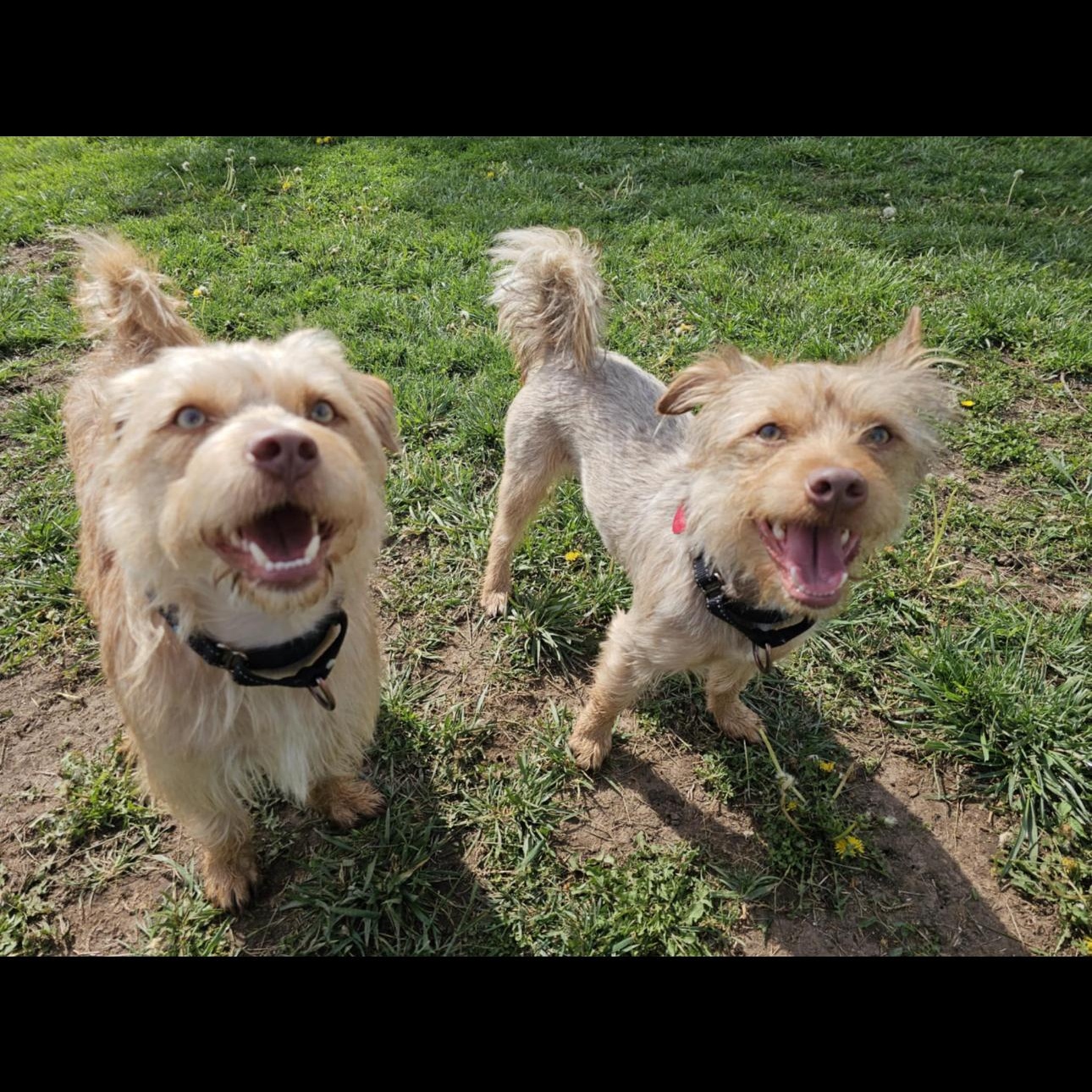 6910 Rocky and Charlie, Adult Male unknown