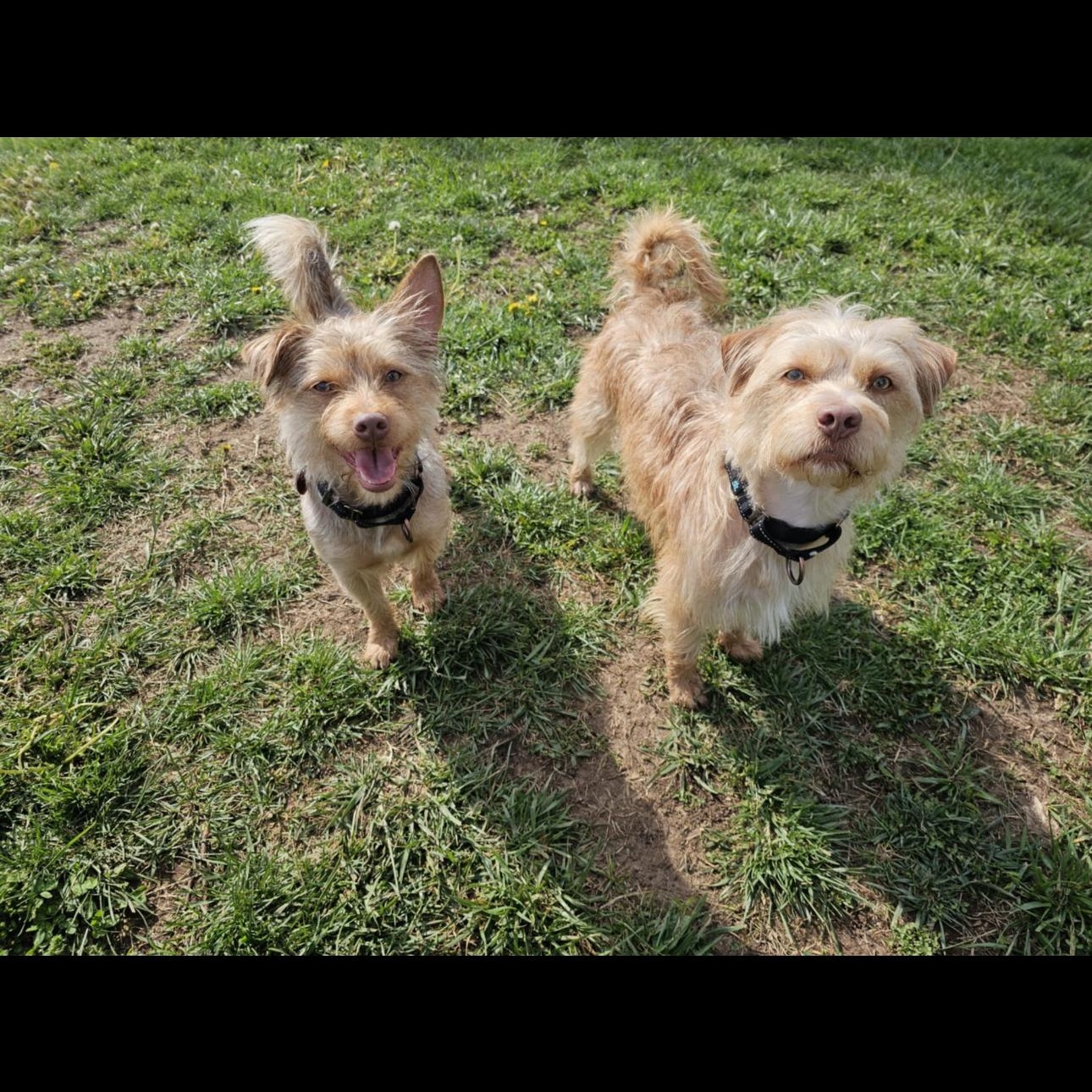 6910 Rocky and Charlie photo 4