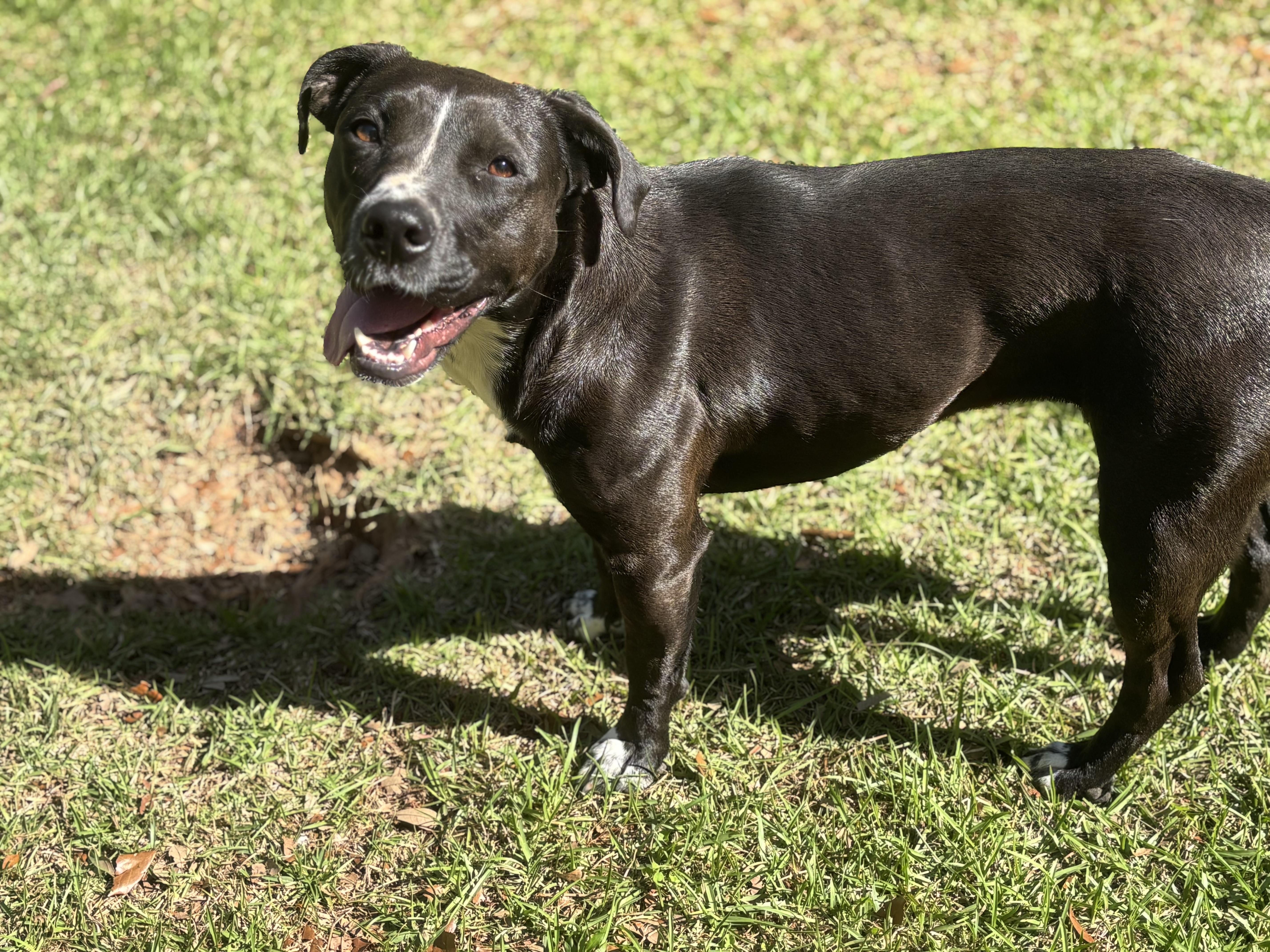 Enlarge Juliette (Intake 12/2024), a Adoptable mixed breed in CLINTON, NJ image 6/6