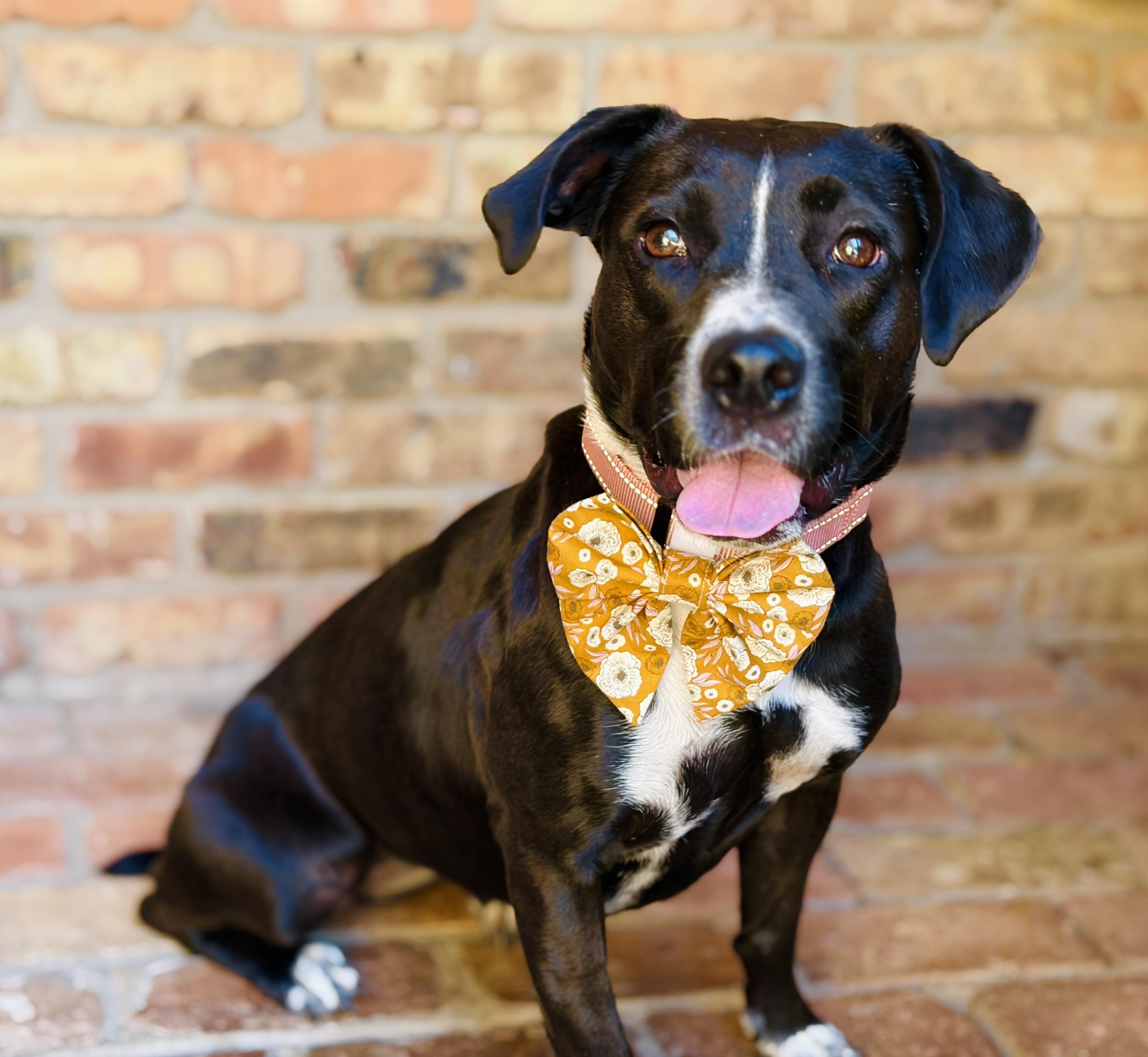 Juliette (Intake 12/2024), Adoptable, Adult Female American Staffordshire Terrier.