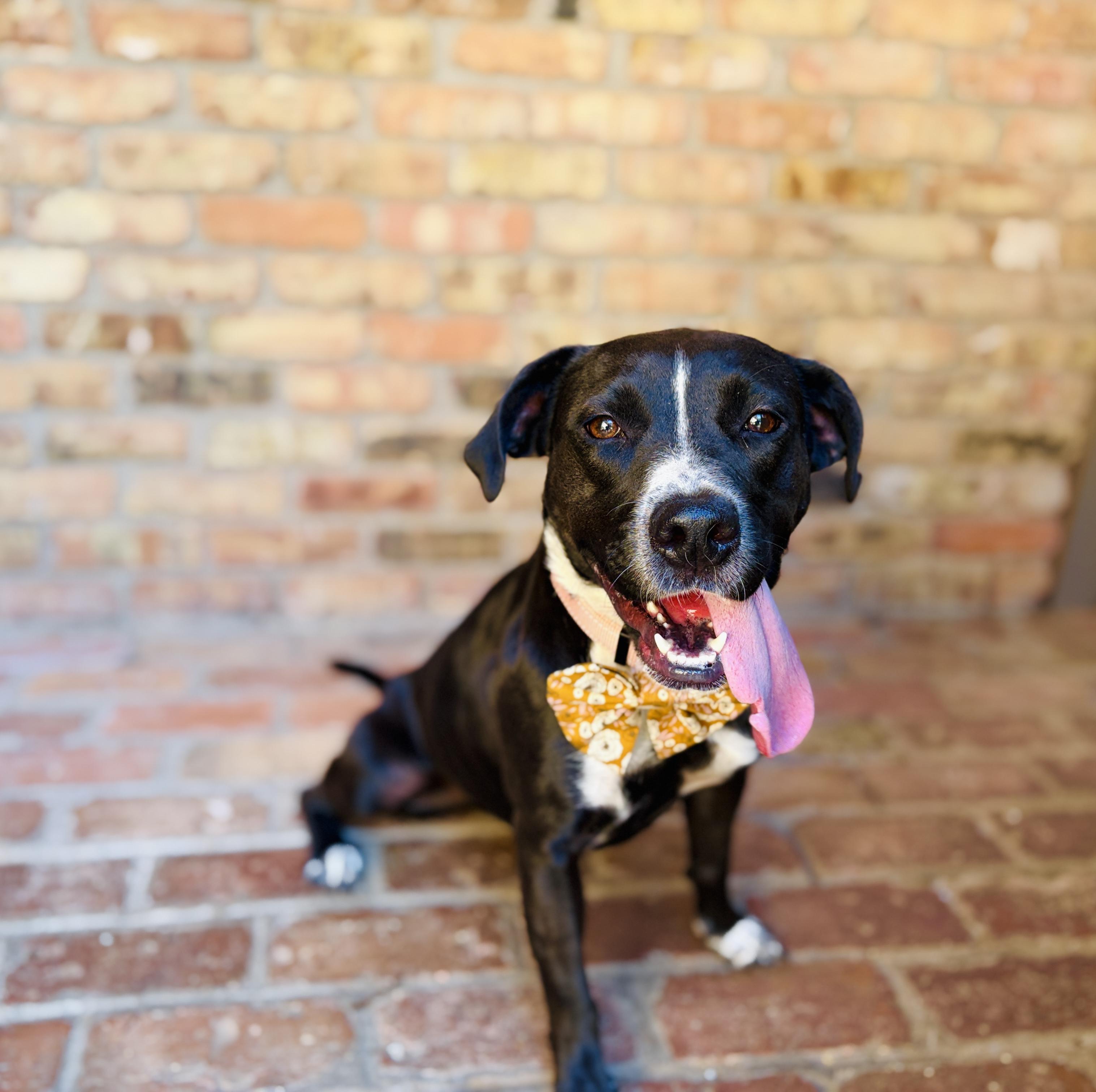 Enlarge Juliette (Intake 12/2024), a Adoptable mixed breed in CLINTON, NJ image 4/6