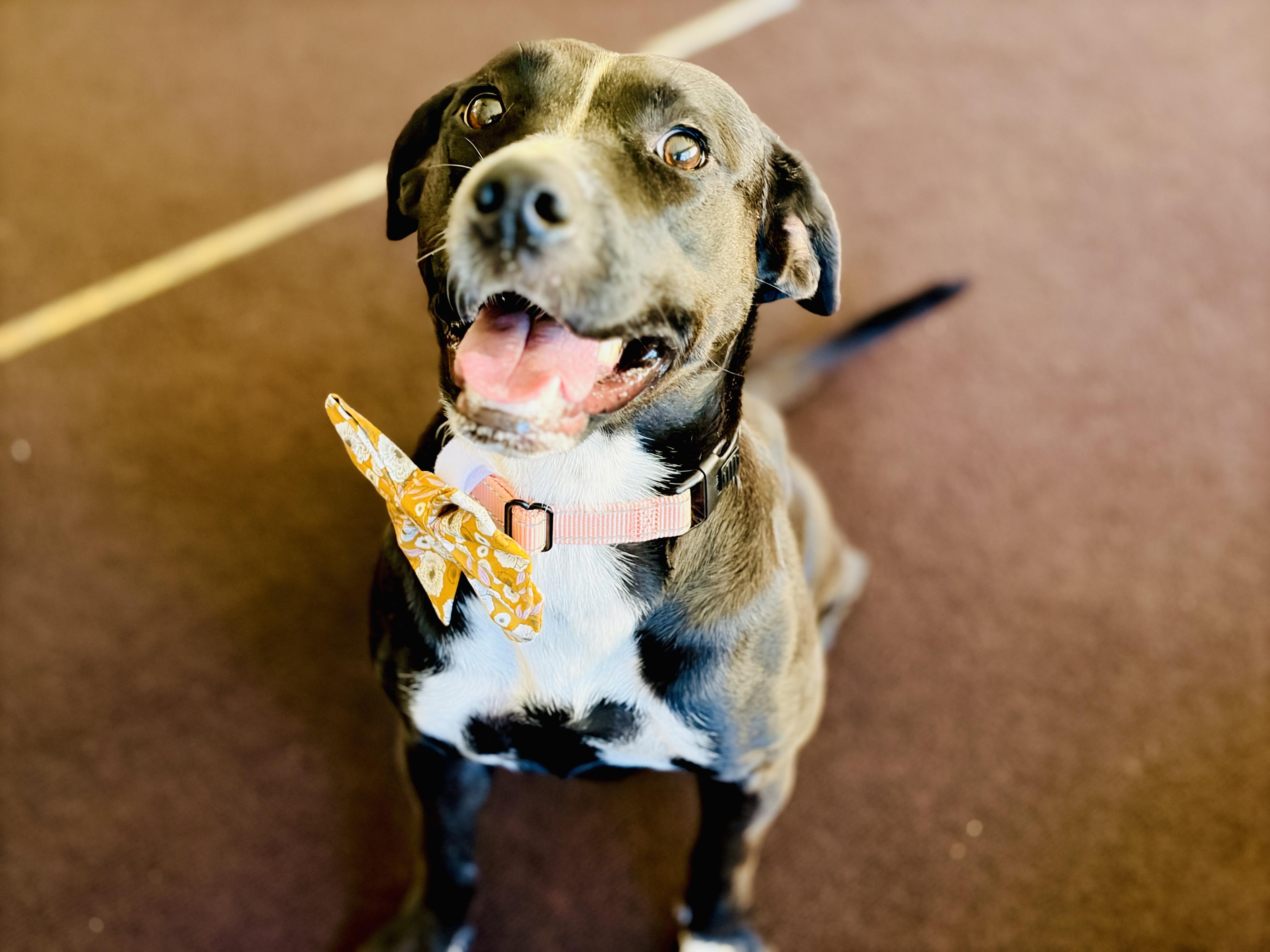 Enlarge Juliette (Intake 12/2024), a Adoptable mixed breed in CLINTON, NJ image 3/6