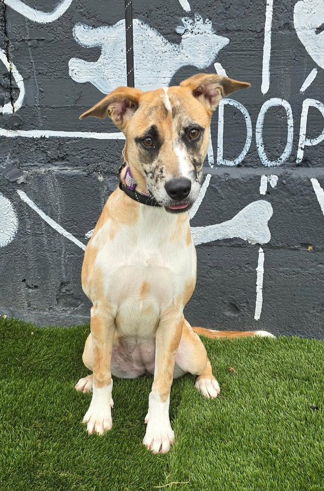 Lori, Adoptable, Puppy Female Catahoula Leopard Dog & Labrador Retriever.