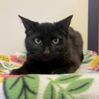 Enlarge Rose, an adopted Domestic Short Hair in Rochester, MN image 1/1