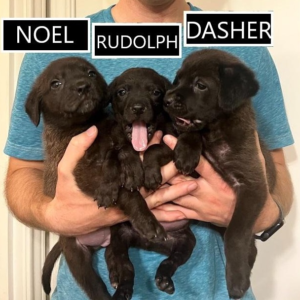Rudolph - Lab pup runt, a Adoptable mixed breed in Plano, TX image 2/6