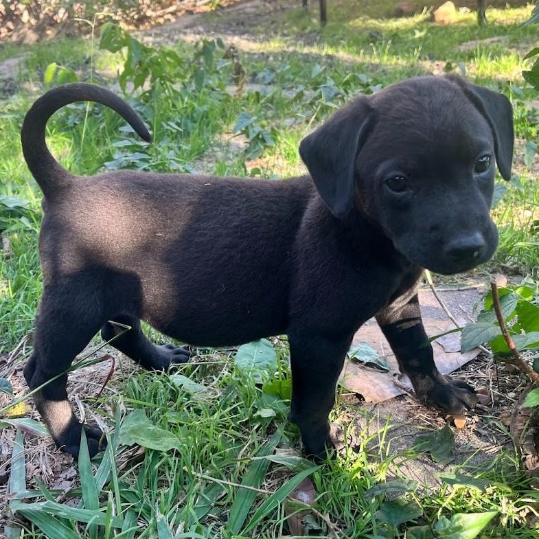 Rudolph - Lab pup runt, a Adoptable mixed breed in Plano, TX image 3/6