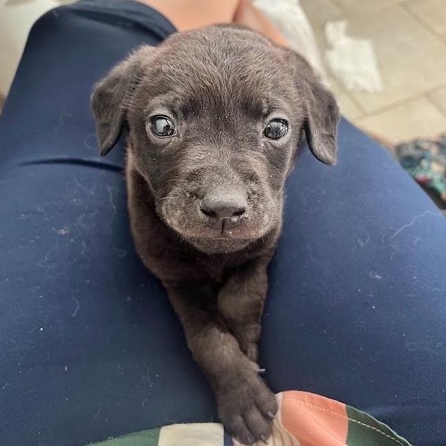 Rudolph - Lab pup runt, a Adoptable mixed breed in Plano, TX image 4/6