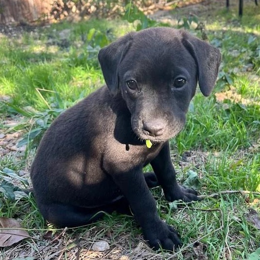 Rudolph - Lab pup runt, a Adoptable mixed breed in Plano, TX image 5/6