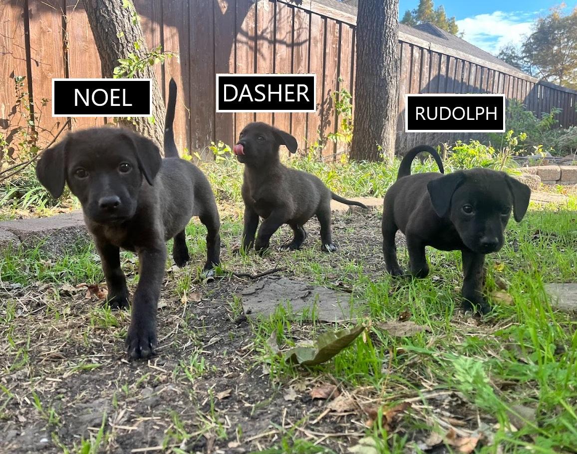 Rudolph - Lab pup runt, a Adoptable mixed breed in Plano, TX image 6/6