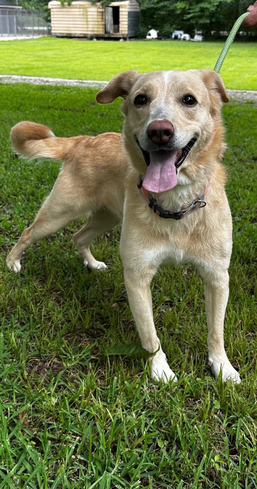 Enlarge Mosey, a Adoptable Golden Retriever in Panama City, FL image 2/4