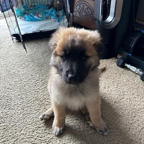 Nala, ADOPTABLE, Puppy Female German Shepherd Dog & German Shepherd Dog.