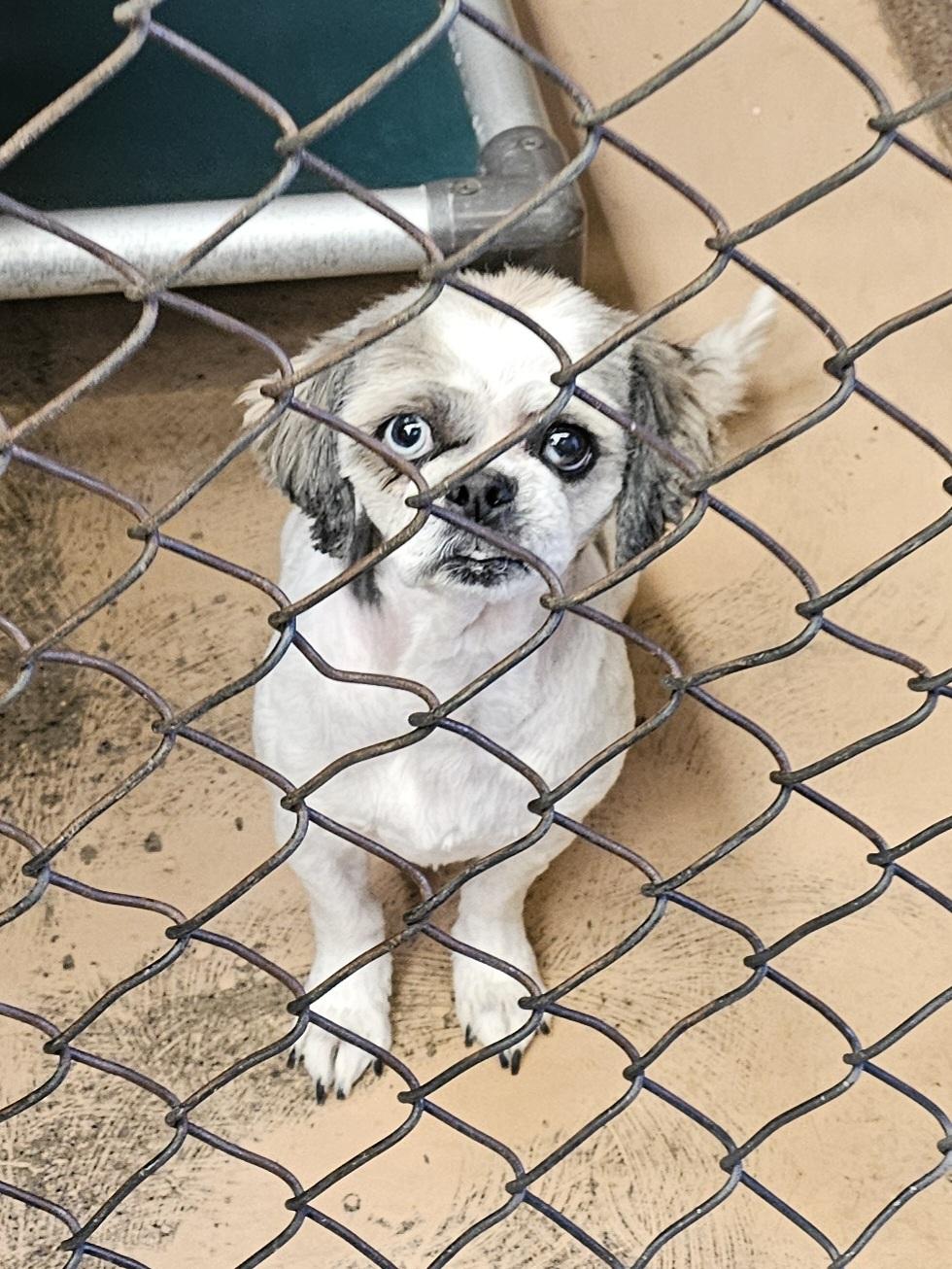 Enlarge Pigtails, an adopted mixed breed in Salt Lake City, UT image 1/2