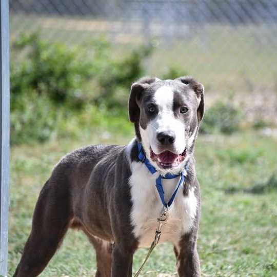 Enlarge Dex, a ADOPTABLE Mixed Breed in Defuniak Springs, FL image 3/3