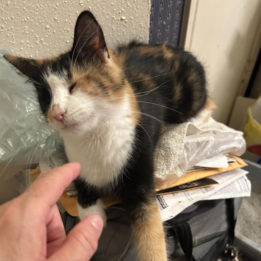 Enlarge Autumn, a Adoptable Domestic Medium Hair in League City, TX image 1/5