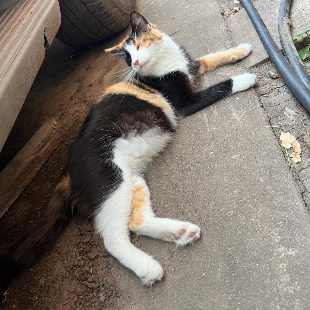 Enlarge Autumn, a Adoptable Domestic Medium Hair in League City, TX image 3/5