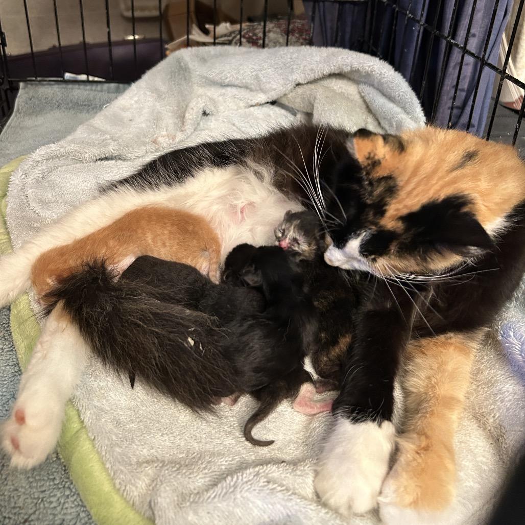 Enlarge Autumn, a Adoptable Domestic Medium Hair in League City, TX image 4/5