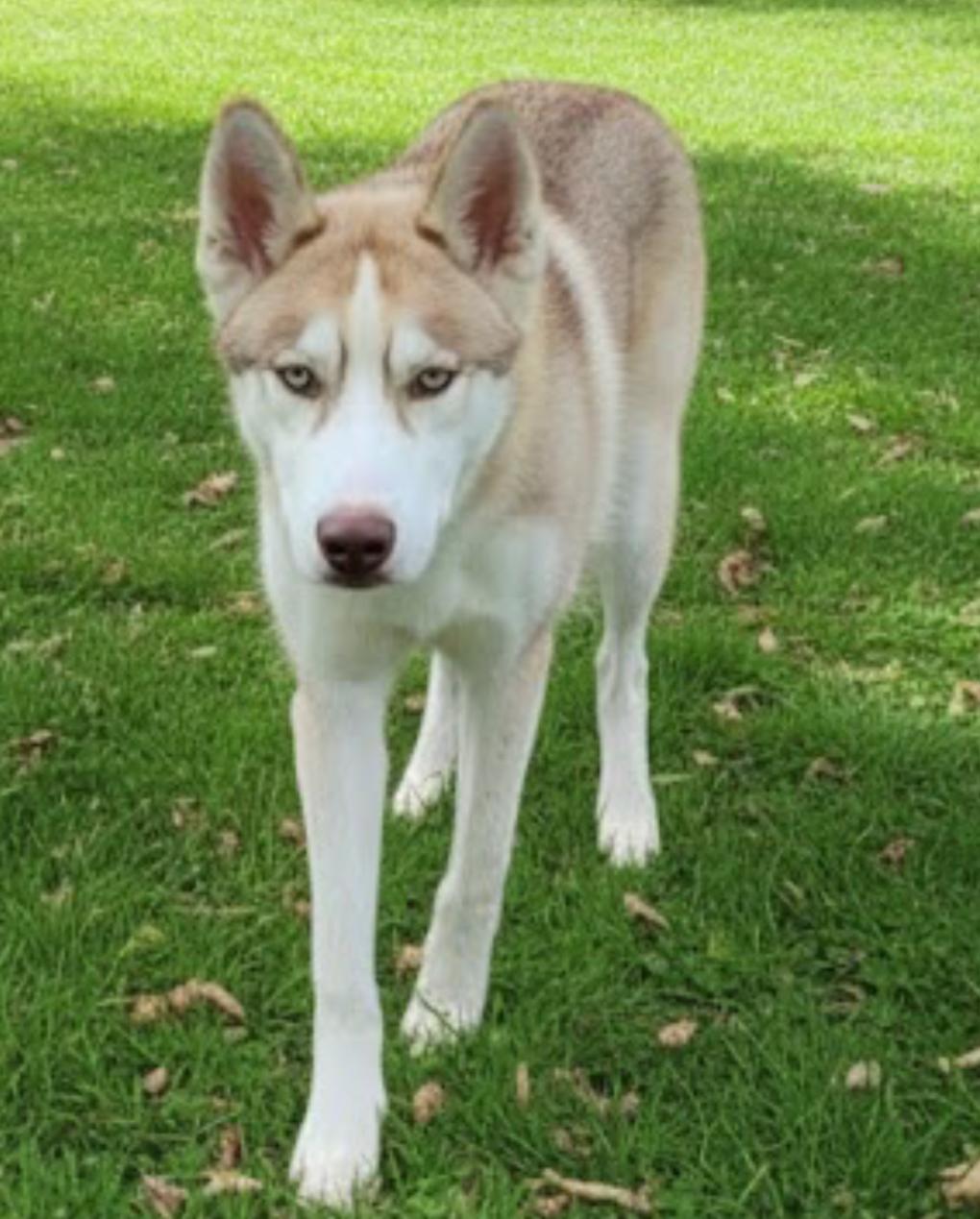 Bronco, a Adoptable Siberian Husky in Chicago, IL image 2/3