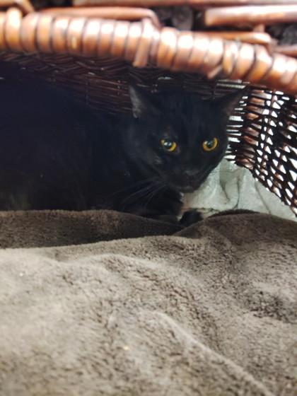 Paper Birch, Adoptable, Adult Male Domestic Short Hair & Domestic Short Hair.