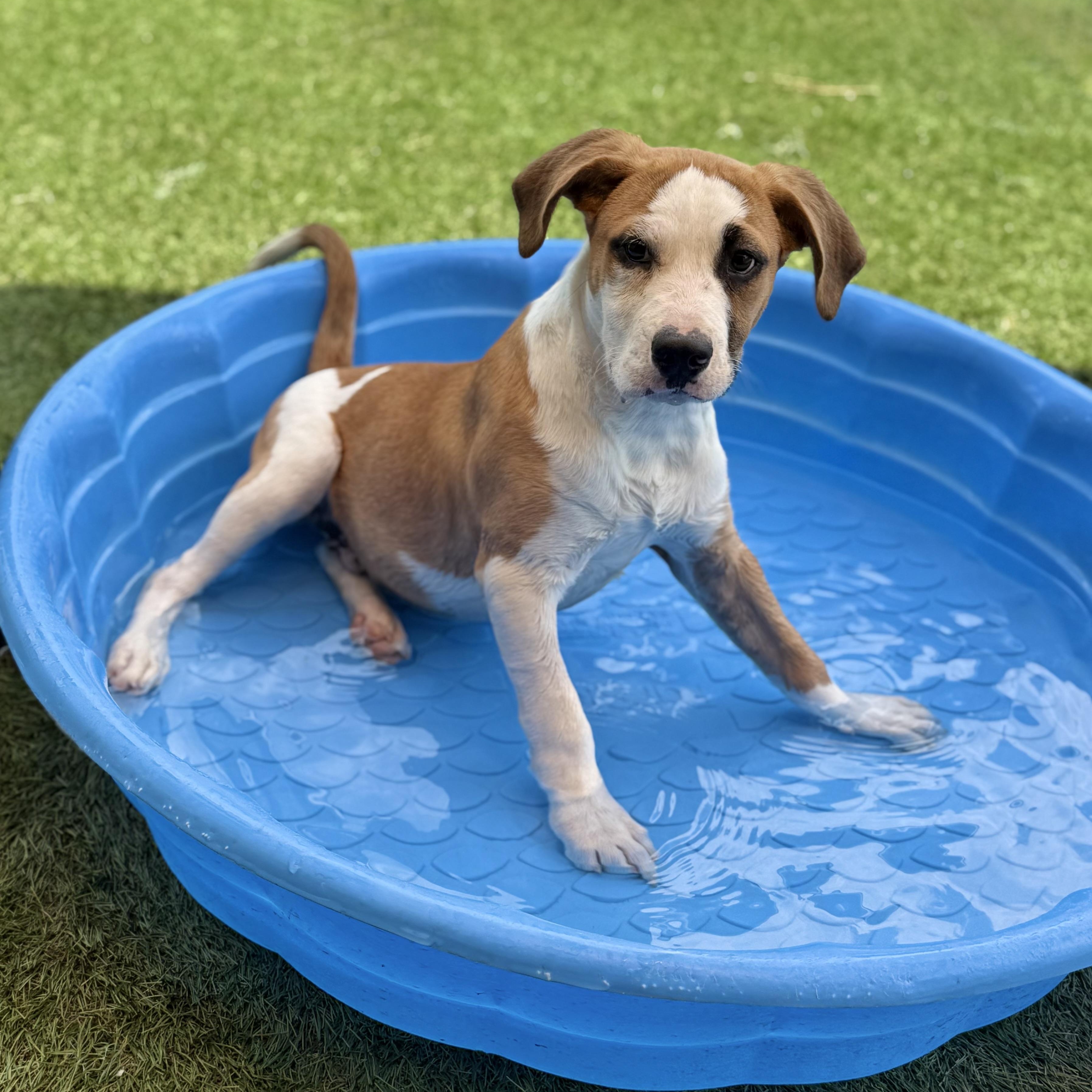 Nelson, adopted, Puppy Male Boxer & Labrador Retriever.