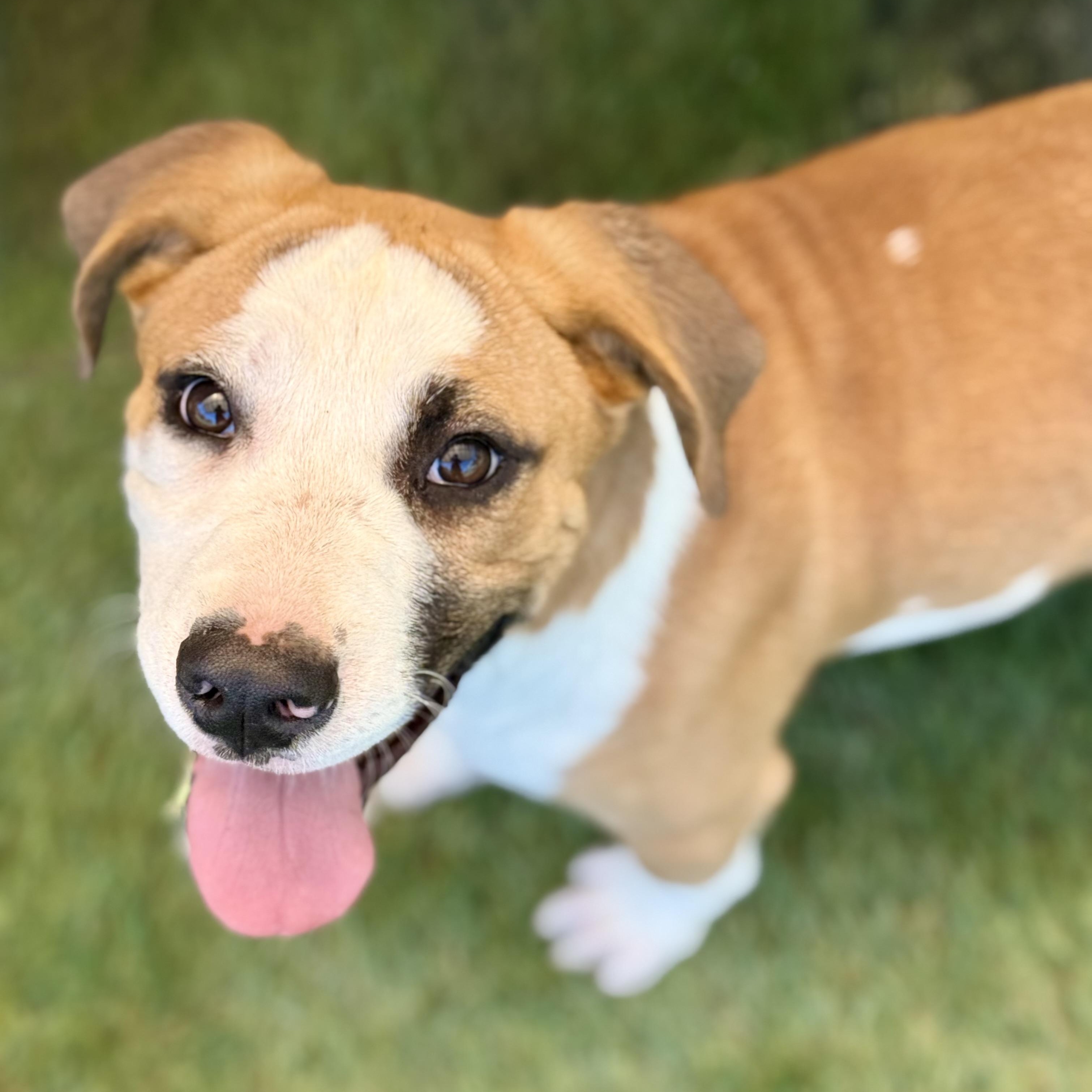 Nelson, an adopted mixed breed in Glenolden, PA image 2/6