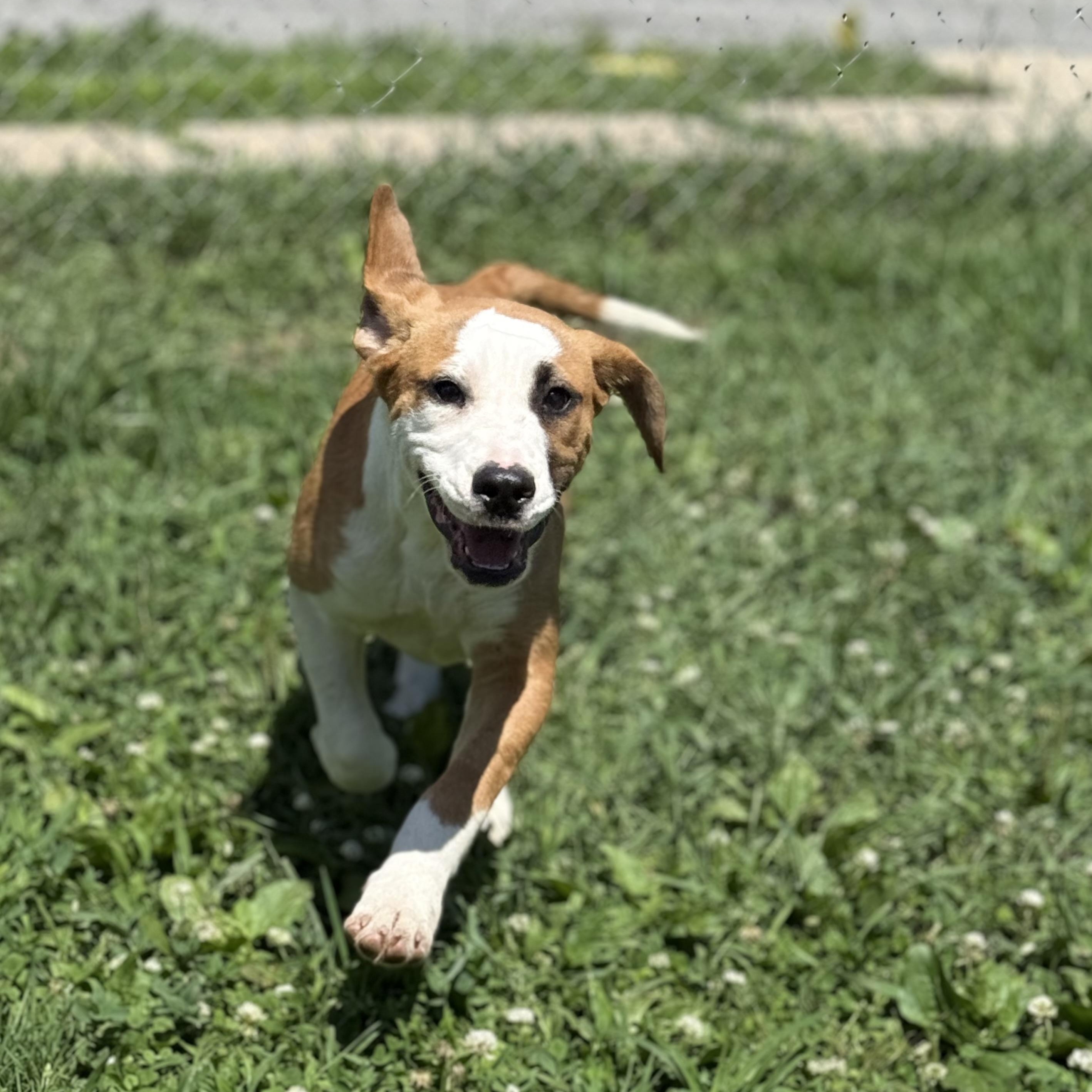 Nelson, an adopted mixed breed in Glenolden, PA image 4/6