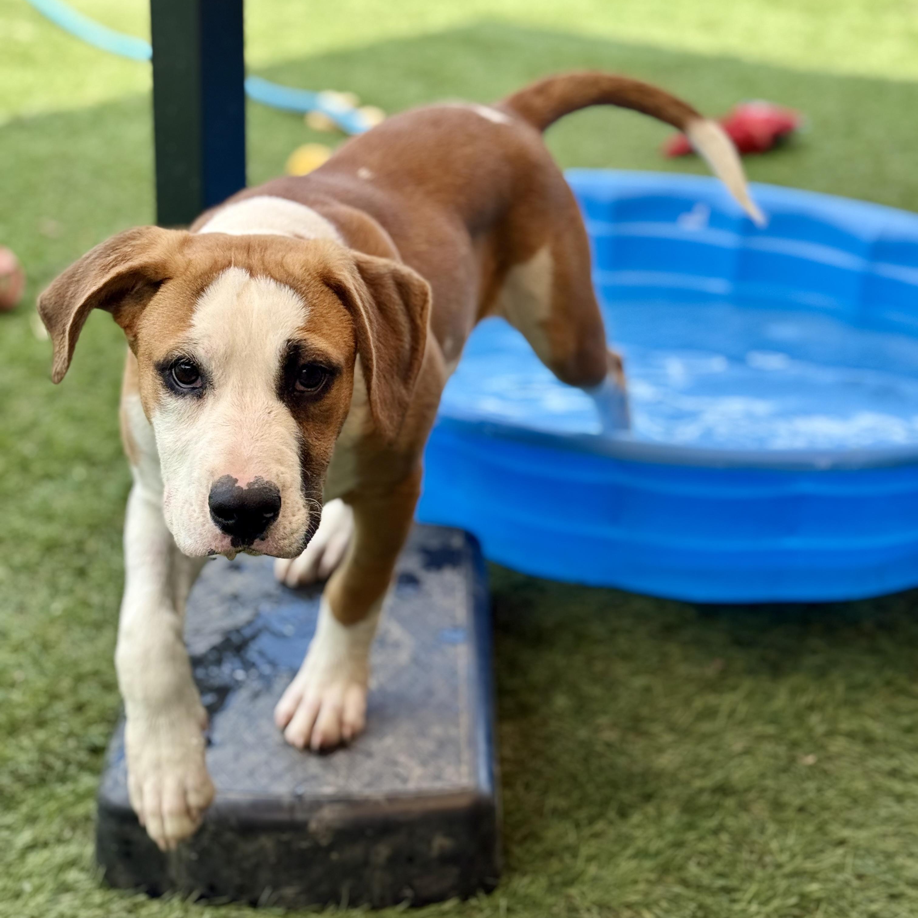Nelson, an adopted mixed breed in Glenolden, PA image 5/6