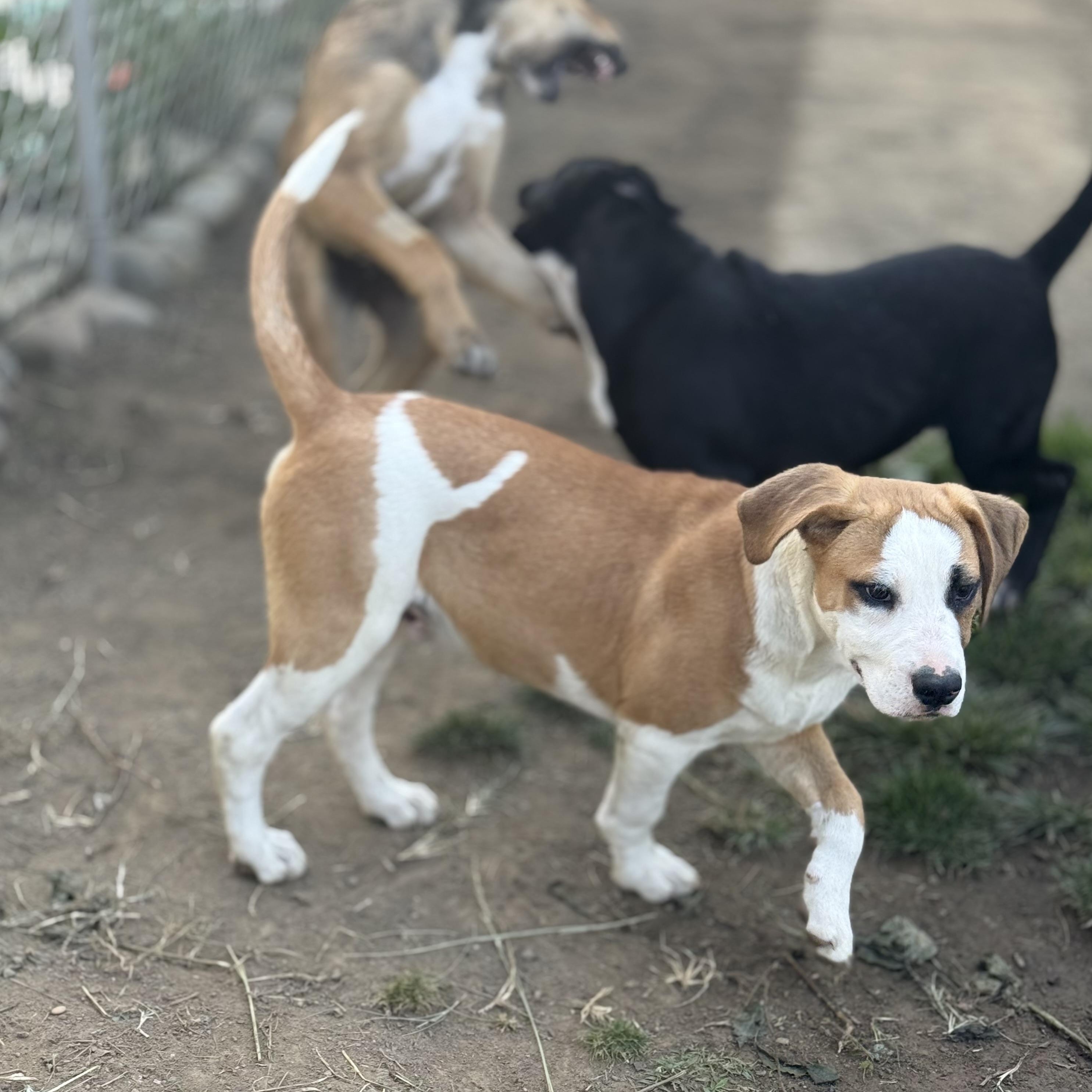 Nelson, an adopted mixed breed in Glenolden, PA image 6/6