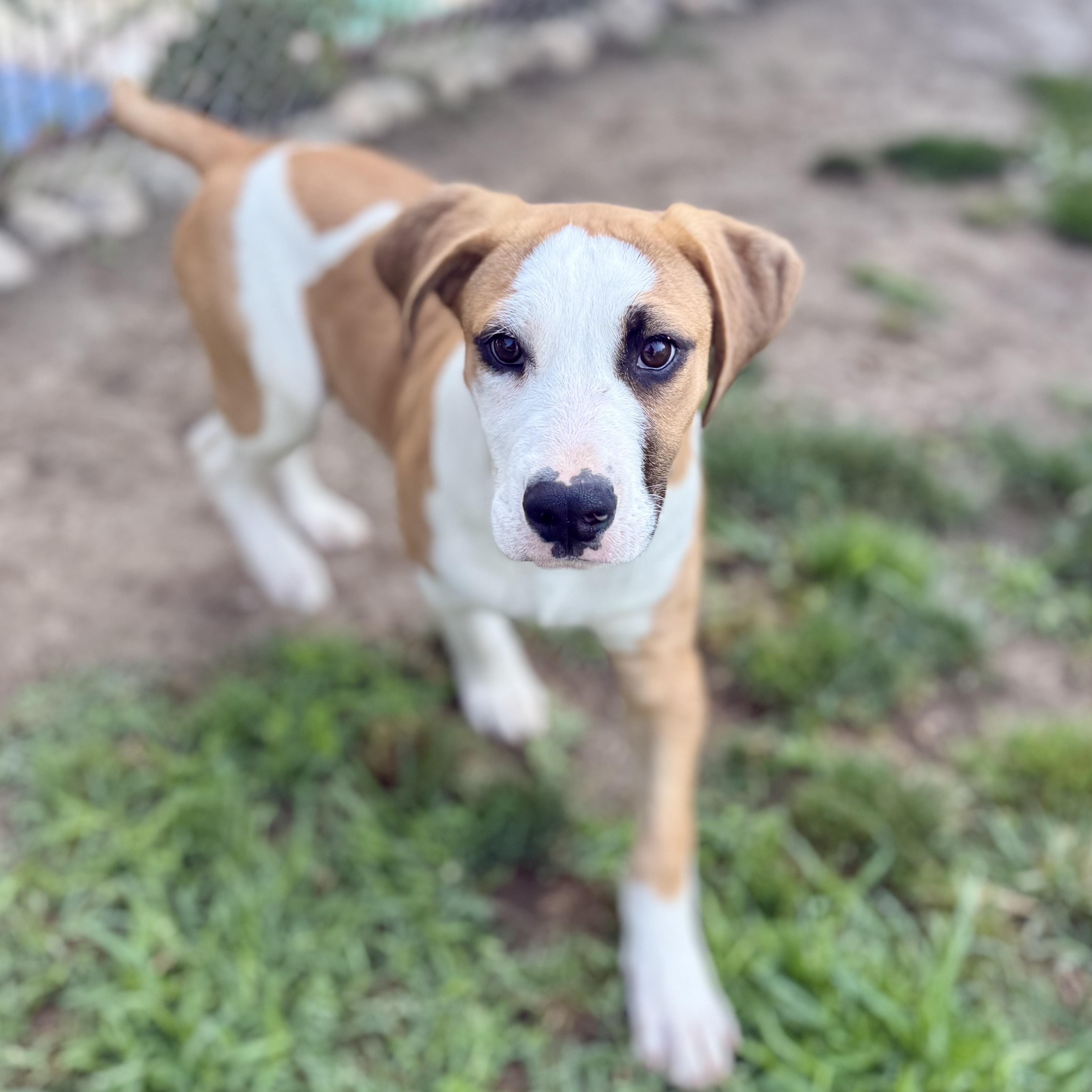 Nelson, an adopted mixed breed in Glenolden, PA image 3/6