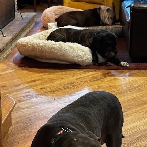 Enlarge Buddy, a Adoptable mixed breed in Chicago, IL image 5/6