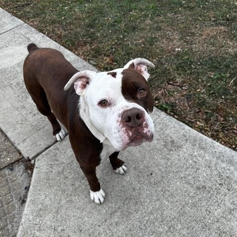 Enlarge Buddy, a Adoptable mixed breed in Chicago, IL image 4/6