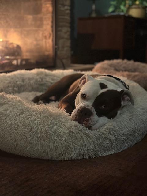 Enlarge Buddy, a Adoptable mixed breed in Chicago, IL image 6/6