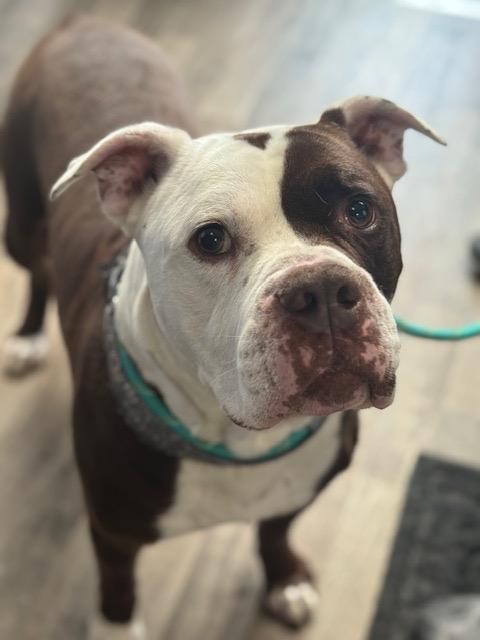 Enlarge Buddy, a Adoptable mixed breed in Chicago, IL image 1/6