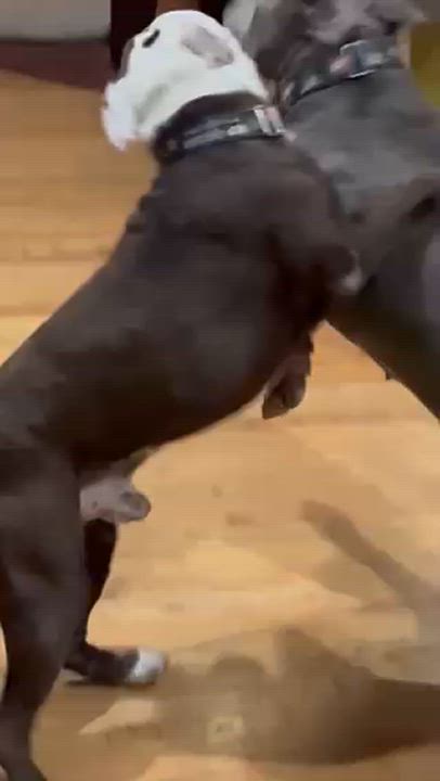 Enlarge Buddy, a Adoptable mixed breed in Chicago, IL video 3/6