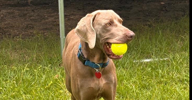Hank, Adoptable, Adult Male Weimaraner.